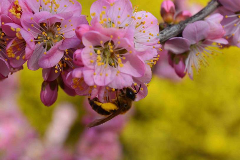 樱花——孙威虎的摄影作品 