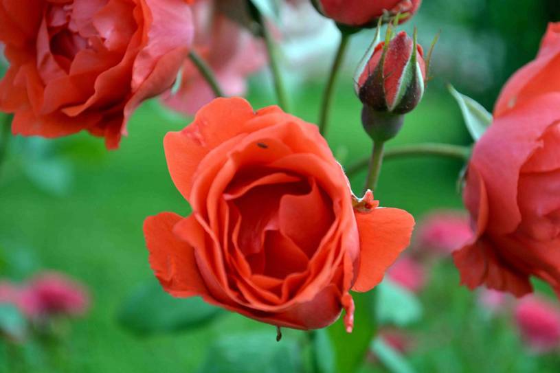 玫瑰——孙威虎的摄影作品